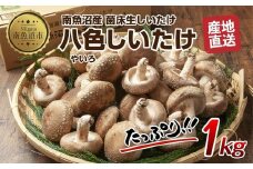 ES419 八色 しいたけ 1kg シイタケ 椎茸 生しいたけ 生シイタケ きのこ キノコ 菌床栽培 肉厚 鍋 バーベキュー おかず おつまみ 贈答 ギフト 越季 新潟県 南魚沼市