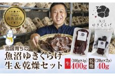 国産 生 きくらげ 100g×4パック 計400g 乾燥 きくらげ 20g×2パック 計40g 小分け 栄養豊富 無農薬 無添加 オーガニック 自家栽培 雪国 魚沼ゆきくらげ キクラゲ 木耳 きのこ キノコ ビタミンＤ 肉厚 健康 食品 食物繊維 佃煮 歯ごたえ  菌床 食感 高品質 送料無料 新潟県 南魚沼市