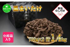 【無地のし】 新潟県 南魚沼産 厳選 国産 黒 高級 舞茸 まいたけ 産地直送 700g ×2箱 計1.4kg 贈り物 ギフト お中元 お歳暮 大平きのこ研究所
