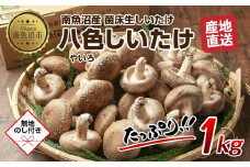 【無地のし】 南魚沼産 八色 しいたけ 1kg シイタケ 椎茸 生しいたけ きのこ キノコ 肉厚 越季 新潟県 南魚沼市