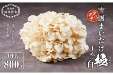 雪国まいたけ　極白　1株【1株約800ｇ】　これが雪国史上、最高傑作　長期熟成と大株仕立てが生み出す圧倒的なシャキシャキ感と旨味　雪国まいたけ最高品質　産地直送