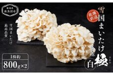 雪国まいたけ　極白　2株【1株約800g×2】　これが雪国史上、最高傑作　長期熟成と大株仕立てが生み出す圧倒的なシャキシャキ感と旨味　雪国まいたけ最高品質　産地直送