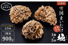 ＜定期便＞雪国まいたけ　極　1株×3回【1株約900g　3か月に1回発送/全3回】これが雪国史上、最高傑作　長期熟成と大株仕立てが生み出す圧倒的なシャキシャキ感と旨味　雪国まいたけ最高品質　産地直送