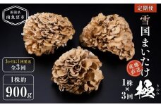 ＜定期便＞雪国まいたけ　極　1株×3回【1株約900g　3か月に1回発送/全3回】これが雪国史上、最高傑作　長期熟成と大株仕立てが生み出す圧倒的なシャキシャキ感と旨味　雪国まいたけ最高品質　産地直送