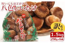 【家庭用】厚いにもほどがある「八色しいたけ」1.5kg（250g×6袋）訳あり 不ぞろい 農家応援