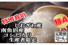 【令和7年産】【定期便：20Kg×6ヶ月】特別栽培 生産者限定  南魚沼しおざわ産コシヒカリ【2025年10月上旬より順次発送予定】