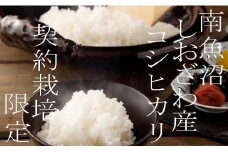【令和7年産】【定期便10Kg×３ヶ月】契約栽培限定 南魚沼しおざわ産コシヒカリ【2025年10月上旬より順次発送予定】