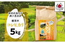 棚田米きんのあき5kg 新潟県胎内市鍬江集落産 コシヒカリ 特別栽培米