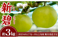 梨「新碧（しんみどり）」約3kg【2023年9月下旬～10月上旬に発送予定】