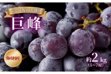 ＜ぶどう界の大御所＞農家こだわりの巨峰 約2kg ぶどう 贈答品 ご褒美 新潟県 弥彦村_大粒 甘い 上品な香り ぶどう 葡萄 ブドウ 贈答品 プレゼント ギフト ご褒美 新潟県産 弥彦村産【1085936】