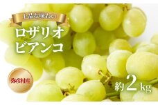＜上品な味わい＞弥彦村農家のこだわりの逸品「ロザリオビアンコ」 約2kg ぶどう 新潟県 弥彦村_上品な甘み 皮ごと食べられる 葡萄 ブドウ 贈答品 プレゼント ギフト ご褒美 新潟県産 弥彦村産【1085938】