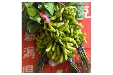 ≪先行受付≫ 初夏の香をお届けします。弥彦村産「弥彦むすめ」枝付き枝豆 2把(約1kg) 新潟県_ブランド枝豆 枝付き枝豆 新鮮 弥彦村特産 特産品 枝豆 野菜 おつまみ えだまめ 新潟県産【1399545】