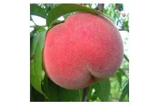 [№5882-0068]【特秀】桃（あかつき）約3kg