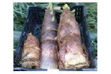 [№5882-0104]たけのこ 約4kg 野菜 竹の子 筍 