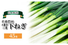 [№5882-0243]雪下ねぎ 45本