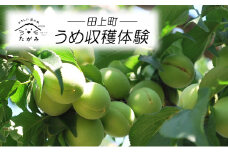 [№5882-0286]うめ収穫体験