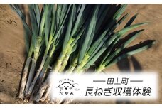 [№5882-0290]長ねぎ収穫体験