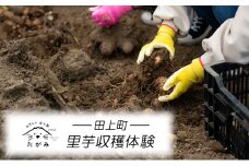 [№5882-0291]里芋収穫体験