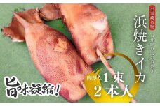 【出雲崎名物】石井鮮魚店の浜焼き イカ 1束2本入 出雲崎町  串焼き 新潟県