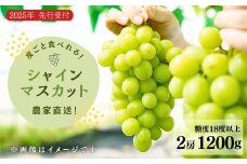【先行予約】農家直送【糖度18度以上】シャインマスカット（2房1200g）皮ごと食べられる 種無しぶどう 甘い ぶどう 果物 贈答品 ギフト 新潟県 出雲崎町