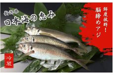 【鮮魚】アジ 脳締め〈内臓なし〉800g以上 冷蔵 新鮮 獲れたて 海鮮 大きい 800g以上 新潟県 出雲崎町