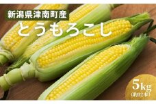 朝採りとうもろこし スイートコーン 5㎏ 約12本 新潟県 津南町 トウモロコシ