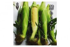 【令和7年産】早朝2時収穫！鮮度抜群！ 朝採り とうもろこし「 麓もろこし 」5kg (12本入り)  スイートコーン
