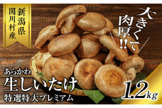 肉厚、やわらか!あらかわ生しいたけ大プレミアム【1442522】