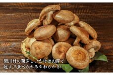 あらかわ生しいたけ　大したもんじゃセット(生しいたけ、乾燥しいたけミンチ、乾燥キクラゲ)【1442540】