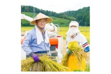 [先行予約] R7年産 関川村産こしひかり5kg ふっくら美味しさ 岩船米 [横山農産]【1638512】