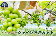 【早期予約】桃山ぶどう園のシャインマスカット約1kg（ハウス栽培）｜フルーツ 果物 　※北海道・沖縄・離島への配送不可　※2025年9月中旬頃より順次発送予定