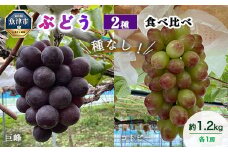 【早期予約】桃山ぶどう園の2種食べ比べ（巨峰・コトピー）約1.2kg｜フルーツ 果物 ブドウ　※北海道・沖縄・離島への配送不可　※2024年9月中旬頃より順次発送予定