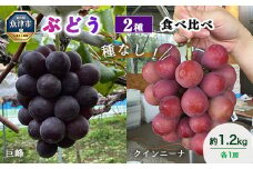 【早期予約】桃山ぶどう園の2種食べ比べ（巨峰・クイーンニーナ）約1.2kg｜フルーツ 果物 ブドウ　※北海道・沖縄・離島への配送不可　※2025年9月中旬頃より順次発送予定