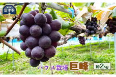 【早期予約】桃山ぶどう園の巨峰　約2kg（ハウス栽培）｜フルーツ 果物 ブドウ　※北海道・沖縄・離島への配送不可　※2025年9月中旬頃より順次発送予定