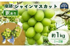 訳あり シャインマスカット 約1kg 樹熟 1～2房 ｜ 富山県産 マスカット ぶどう ブドウ 葡萄 ※北海道・沖縄・離島への配送不可 ※2025年10月上旬～12月下旬頃に順次発送予定