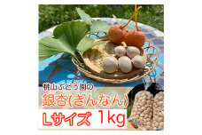 桃山ぶどう園の『ぎんなん(殻付き)』Lサイズ 約1kg　※北海道・沖縄・離島への配送不可　※2025年11月上旬頃より順次発送予定