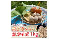 桃山ぶどう園の『ぎんなん(殻付き)』2Lサイズ 約1kg　※北海道・沖縄・離島への配送不可　※2025年11月上旬頃より順次発送予定