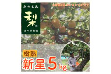 【早期予約】清水果樹園の梨「樹熟の新星」5kg｜フルーツ なし 梨 ナシ 果物 酸味が少ない ※北海道・沖縄・離島への配送不可 ※2024年9月中旬頃より順次発送予定