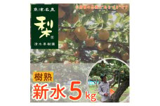 【早期予約】清水果樹園の梨「樹熟の新水」5kg｜フルーツ なし 梨 ナシ 果物 富山県産 ※北海道・沖縄・離島への配送不可 ※2024年8月中旬頃より順次発送予定