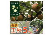 【早期予約】清水果樹園の梨「樹熟の王秋」5kg｜フルーツ なし 梨 ナシ 果物 エコファーマー 5キロ 王秋 赤梨 ※北海道・沖縄・離島への配送不可 ※2024年9月下旬頃より順次発送予定