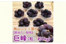 【早期予約】【訳あり】樹熟の巨峰 約1kg（粒・パック入り）｜フルーツ 果物 ブドウ　※北海道・沖縄・離島への配送不可　※2025年9月中旬頃より順次発送予定