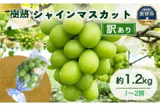 訳あり シャインマスカット 約1.2kg 樹熟 1～2房 ｜ 富山県産 マスカット ぶどう ブドウ 葡萄 ※北海道・沖縄・離島への配送不可 ※2025年10月上旬～12月下旬頃に順次発送予定