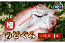 【極】日本海産のどぐろ開き　800ｇ級×1尾  富山 魚津 浜浦水産