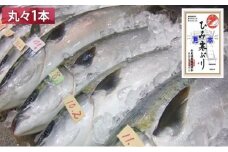 ひみ寒ぶり 丸々1本プラン ※配送エリア限定 