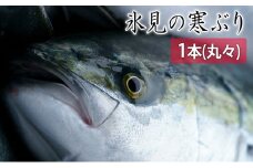 氷見の寒ぶり一本（丸々1本）【ひみ水産】※配送地域限定