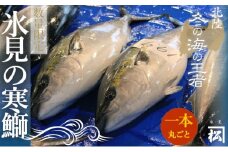 天然寒鰤 『ひみ寒ぶり』一本丸ごと便※配送エリア限定※