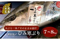 〈期間限定〉 ひみ寒ぶり朝どれ1本【7～8kg】（神経抜〆）【半七】※配送地域限定