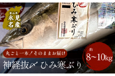 〈期間限定〉 ひみ寒ぶり朝どれ1本（神経抜〆8～10kg）【半七】※配送地域限定