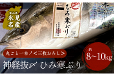〈期間限定〉 ひみ寒ぶり 朝どれ1本 三枚おろし（神経抜〆：8～10kg）【半七】※配送地域限定 