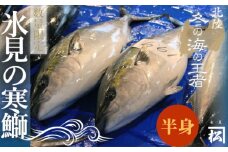 天然寒鰤 『ひみ寒ぶり』＜半身＞※配送エリア限定※